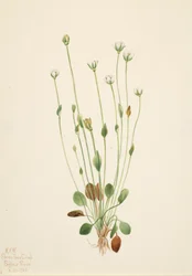 Canus Senecio Senecio Gray Ragwort, 1920.