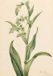 Couve-urso verde (Veratrum viride)