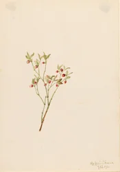 Bagaço de uva-do-monte (Vaccinum scoparium)