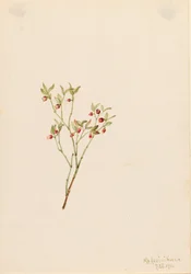 Grouse Whortleberry Vaccinum scoparium, 1916.