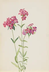 Flox peluda (Phlox amoena)