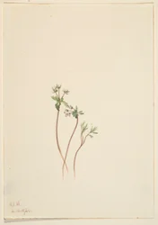 Prenúncio da primavera (Erigenia bulbosa)