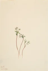 Precursor da Primavera Erigenia bulbosa, 1920.