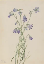 Campainha (Campanula rotundifolia)