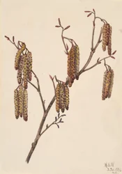 Hazel Alder Alnus regosa, 1920.