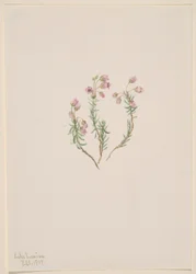 Urze (Phyllodoce intermedia)