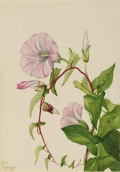 Erva-dos-campos (Calystegia (Convolvulus) sepium)