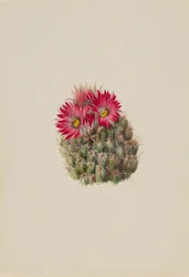 Cato ouriço (Coryphantha arizonica)