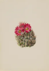 Porco Espinho Cacto Coryphantha arizonica, 1933.