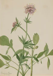 Heliotrópio Valerian Valeriana sitchensis, 1917.