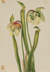 Planta de cântaro híbrida (Sarracenia minor)