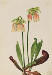 Planta de jarro híbrida (Sarracenia minor x psittacina)