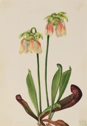 Hybrid Pitcherplant Sarracenia minor x psittacina, 1930.