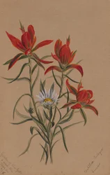 Pincel indiano Castilleja rhexifolia, 1883.
