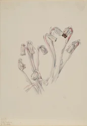 Cachimbo-da-índia (Monotropa uniflora)