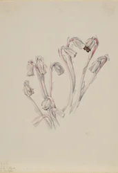 Indian Pipe Monotropa uniflora, 1926.