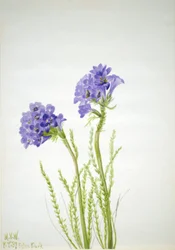 Escada de Jacob (Polemonium viscosum)