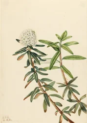 Chá do Labrador (Ledum groenlandicum)