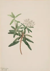 Chá do Labrador (Ledum groenlandicum)
