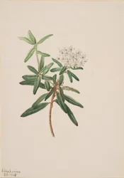Labrador Tea Ledum groenlandicum, 1905
