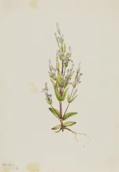 Genciana de escada (Gentiana acuta)