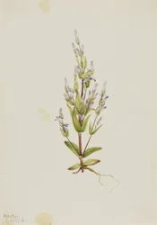 Escada Gentian Gentiana acuta, 1916.