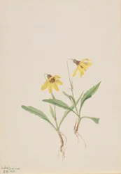Arnica do Lago Louise (Arnica louisiana)