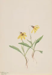 Lago Louise Arnica Arnica louisiana, 1905.