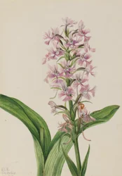 Orquídea de Franja Roxa Grande (Habenaria grandiflora)