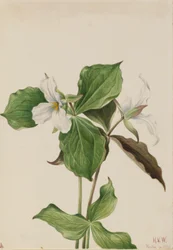 Trillium branco grande (Trillium grandiflorum)