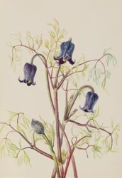 Flor de couro (Clematis hirsutissima)
