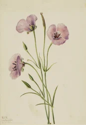 Mariposa lilás (Calochortus splendens)