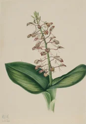 Lírio-da-praia (Liparis liliifolia)
