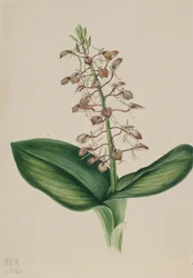 Lily Twayblade Liparis liliifolia, 1920.