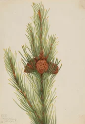 Lodgepole Pine Pinus Contorta murrayana, 1921.