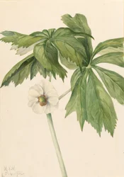 Ananás (Podphyllum paltatum)