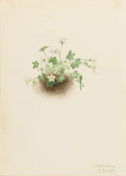 Donzela da Névoa (Romanzoffia sitchensis)