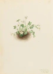 Mistmaiden Romanzoffia sitchensis, 1907.