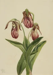 Flor de Mocassim (Cypripedium acaule)