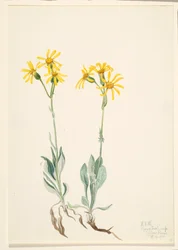 Montana Parnassia Parnassia montanesis, 1920.