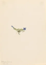 Genciana musgosa (Gentiana prostrata)