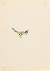 Moss Gentian Gentiana prostrata, 1916.