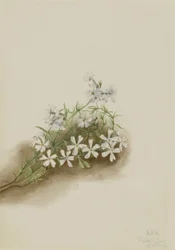 Rosa musgo (Phlox subulate)