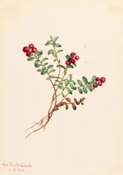 Arando da montanha (Vaccinium vitisdaea minus)