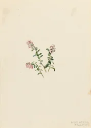 Mountain Cranberry Vaccinium vitisidaea minus, 1907.