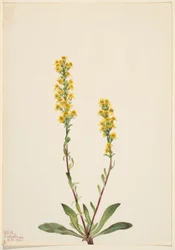 Paus-de-ouro da montanha (Solidago oreophila)