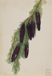 Cicuta da montanha (Tsuga mertensiana)