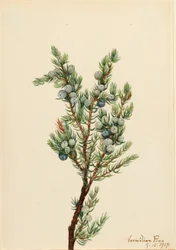 Junípero da montanha (Juniperus sibirica)