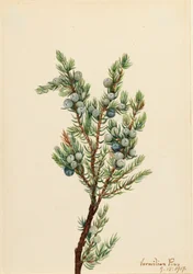 Montanha Juniper Juniperus sibirica, 1917.