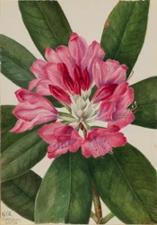 Rosa-Baía da montanha (Rhododendron catawbiense)